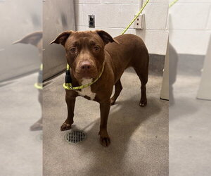 Mutt Dogs for adoption in Forestville, MD, USA
