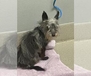 Mutt Dogs for adoption in Las Vegas, NV, USA