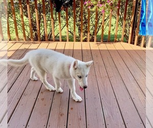 Medium Photo #1 Alaskan Husky Puppy For Sale in Millersville, MD, USA