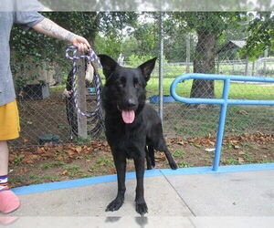 German Shepherd Dog-Unknown Mix Dogs for adoption in Ocala, FL, USA