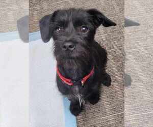 Mutt Dogs for adoption in NYC, NY, USA