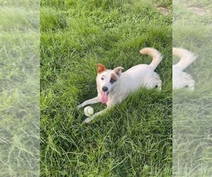Australian Shepherd-Unknown Mix Dogs for adoption in Aurora, IN, USA
