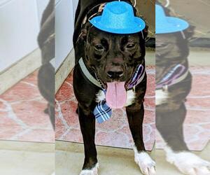 American Bulldog-Unknown Mix Dogs for adoption in Williston, FL, USA