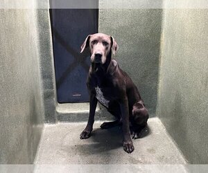 Great Dane Dogs for adoption in Downey, CA, USA