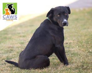Medium Photo #4 Labrador Retriever-Unknown Mix Puppy For Sale in Salt Lake City, UT, USA