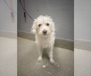Chi-Poo Dogs for adoption in Las Vegas, NV, USA