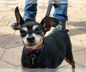 American Rat Pinscher Dogs for adoption in Hampton Bays, NY, USA