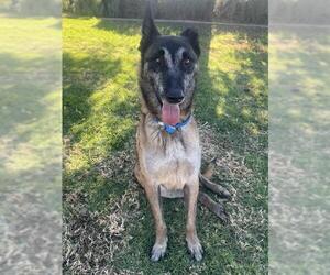 Mutt Dogs for adoption in Riverside, CA, USA