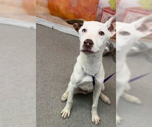 Labrador Retriever-Unknown Mix Dogs for adoption in San Bernardino, CA, USA