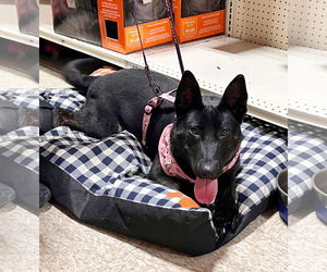 German Shepherd Dog-Unknown Mix Dogs for adoption in Yuba City, CA, USA