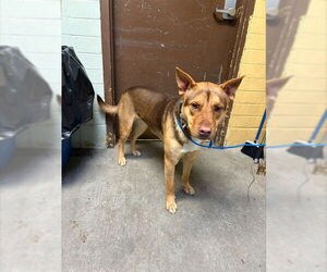 German Shepherd Dog-Unknown Mix Dogs for adoption in Stockton, CA, USA