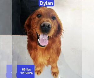Golden Retriever Dogs for adoption in West Hollywood, CA, USA