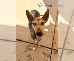 German Shepherd Dog-Unknown Mix Dogs for adoption in Sacramento, CA, USA