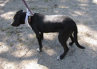 Small Labrador Retriever Mix