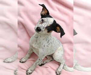 Mutt Dogs for adoption in Talladega, AL, USA