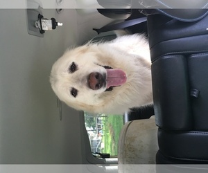 Great Pyrenees Dogs for adoption in Overland Park, KS, USA