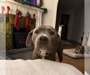 Mutt Dogs for adoption in Cuyahoga Falls , OH, USA