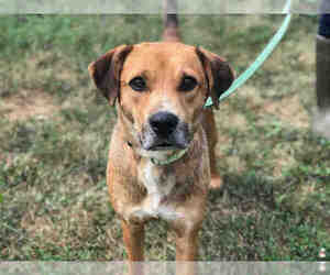 Labrador Retriever-Unknown Mix Dogs for adoption in Urbana, IL, USA