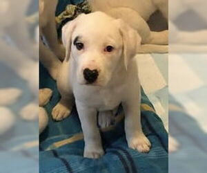 Labrador Retriever-Unknown Mix Dogs for adoption in Hillsboro, MO, USA