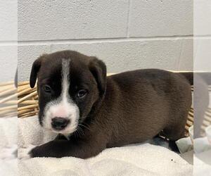 Australian Kelpie-Unknown Mix Dogs for adoption in Rosenberg, TX, USA