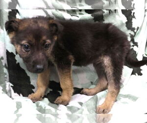 Shepradors Dogs for adoption in Princeton, MN, USA