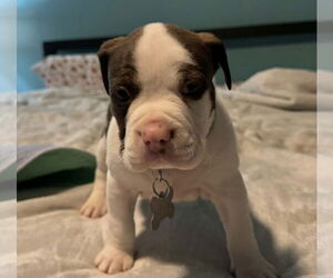 Bull-Boxer Dogs for adoption in Holly Springs, NC, USA