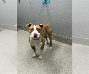 American Pit Bull Terrier-Unknown Mix Dogs for adoption in Las Vegas, NV, USA