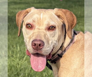 Labrador Retriever-Unknown Mix Dogs for adoption in Jefferson, WI, USA
