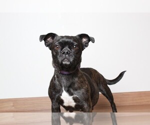 Boston Terrier Dogs for adoption in Eden Prairie, MN, USA
