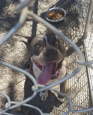 American Pit Bull Terrier Dogs for adoption in Clearlake, CA, USA