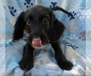 Golden Retriever Dogs for adoption in Grovertown, IN, USA