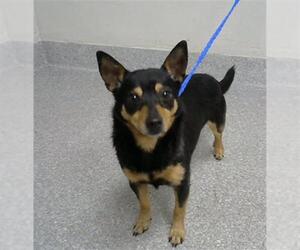 Chihuahua-Unknown Mix Dogs for adoption in Pasadena, TX, USA