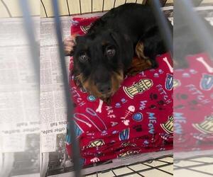 Dachshund Dogs for adoption in Camden, TN, USA