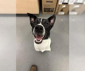 Border Collie-Pointer Mix Dogs for adoption in Corpus Christi, TX, USA