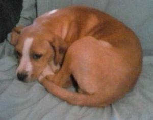 Medium Photo #1 Labrador Retriever-Unknown Mix Puppy For Sale in Danbury, CT, USA