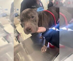 American Pit Bull Terrier-Unknown Mix Dogs for adoption in Derwood, MD, USA