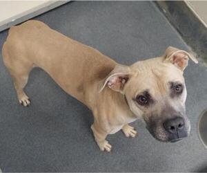 American Pit Bull Terrier-Unknown Mix Dogs for adoption in Glen Allen, VA, USA