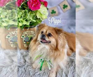 Pominese Dogs for adoption in Garland, TX, USA