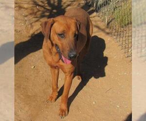 Redbone Coonhound Dogs for adoption in Apple Valley, CA, USA