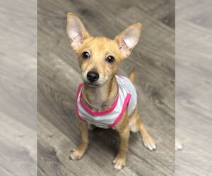 Chihuahua-Unknown Mix Dogs for adoption in Lakewood, CO, USA