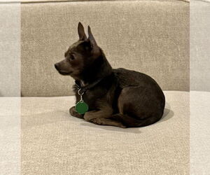 Chihuahua Dogs for adoption in Cary, NC, USA