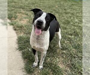 American Pit Bull Terrier-Unknown Mix Dogs for adoption in Modesto, CA, USA