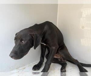 Labrador Retriever-Unknown Mix Dogs for adoption in Augusta, GA, USA