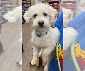 Poodle (Miniature)-Unknown Mix Dogs for adoption in Olalla, WA, USA