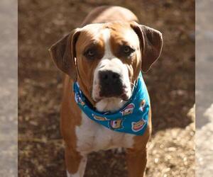 American Staffordshire Terrier-Unknown Mix Dogs for adoption in San Antonio, TX, USA