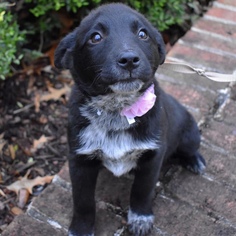 Medium Photo #1 Mutt Puppy For Sale in Brownsboro, AL, USA