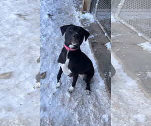 Labrador Retriever-Unknown Mix Dogs for adoption in Webster, WI, USA
