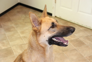 German Shepherd Dog Dogs for adoption in Marble, NC, USA