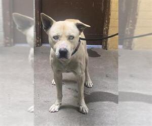 Labrador Retriever Dogs for adoption in Stockton, CA, USA