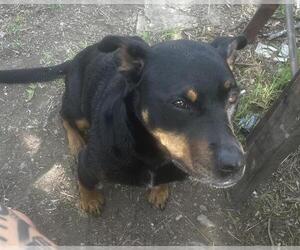 Doberman Pinscher-German Shepherd Dog Mix Dogs for adoption in San Antonio, TX, USA